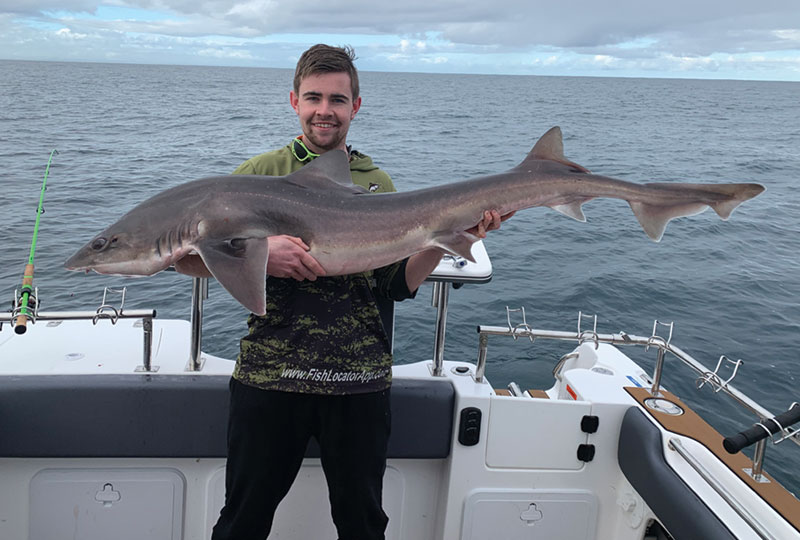 gummy shark fishing oreely